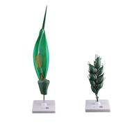 Modèle d'agrandissement de Fleur de blé, Anatomie végétale, modèle d'anatomie du blé, Plante Anatomique Scientifique for l'étude de la biologie, Affichage, enseignement
