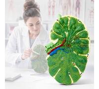 Modèle Dagrandissement des Ganglions Lymphatiques, Modèle Pédagogique Biologique Présentant Les Principales Caractéristiques Anatomiques, Texture Nette Et Fabrication Soignée, Indéformable