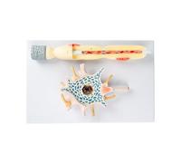 Modèle d'amplification du corps cellulaire neuronal et de la structure fibreuse enseignent les neurones, les modèles d'anatomie humaine neurone