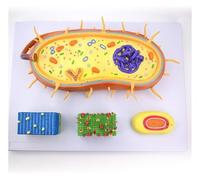 Modèle d'amplification structurelle bactérienne microbienne, modèle anatomique de cellules biologiques, modèles de flagelles de chromosomes de noyau médical, équipement expérimental