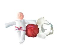 Modèle d'anatomie 1:1 - Taille réelle - Pour l'accouchement et l'accouchement - Fetus - Cordon ombilical placenta