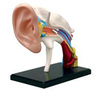 Modèle d'anatomie 4D des organes de l'oreille humaine, simulateur de conduit auditif humain en PVC, modèle d'enseignement, puzzle à assembler, for l'étude de l'anatomie et de la physiologie médicales,