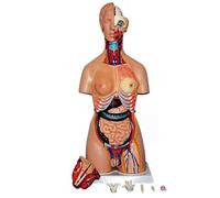 Modèle d'anatomie 85 cm, Torse Humain, 32 Parties, tête Humaine, Buste, modèles éducatifs, médecine Anatomique, musculo-squelettique