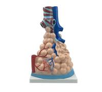Modèle d'anatomie alvéolaire humaine agrandi, affichage clair de la distribution et des ramifications des bronchioles pulmonaires, avec base for l'enseignement de l'anatomie et de la physiologie