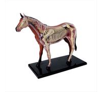 Modèle d'anatomie animale 4D - Jeu d'assemblage pour l'intelligence du cheval - Apprentissage par le bricolage - Sciences populaires