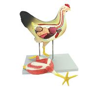 Modèle d'anatomie animale amovible, outil pédagogique d'assemblage 3D | Modèle d'anatomie animale amovible 3D, outil pédagogique interactif pour l'éducation et l'apprentissage de la biologie