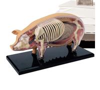 Modèle D'anatomie Animale - Modèle d'Anatomie de Porc pour Formation,Outil Scientifique Démonstratif Démontable Jouet - Supports Pédagogiques Biologie pour Étudiants Écoles