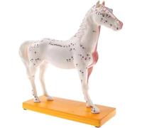 Modèle d'anatomie Animale Modèle de Point d'acupuncture du Cheval Modèle d'anatomie 4D Modèle de Cheval Biologique Modèle du Corps du Cheval Enseignement vétérinaire sur Les Animaux Modèle