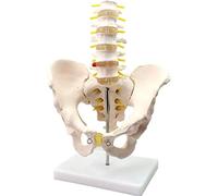 Modèle d'anatomie, Bassin Masculin avec Cinq modèles de vertèbres lombaires - Modèle d'anatomie pelvienne Anatomie humai