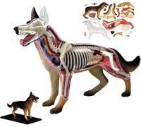 Modèle d'anatomie canine 4D, modèle d'anatomie animale, avec biologie détachable, 29 pièces for démonstration pédagogique et formation vétérinaire
