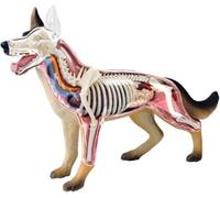 Modèle d'anatomie canine 4D, squelette de chien | spécimen de squelette animal,Biologie détachable, 29 pièces pour l'enseignement de l'anatomie animale