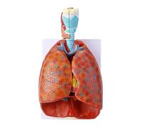 Modèle d'anatomie cardiopulmonaire laryngée humaine Modèle du système respiratoire Oreille, nez et gorge Département de l'anatome cardiopulmonaire