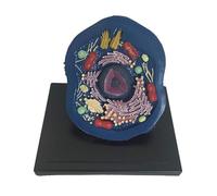 Modèle d'anatomie cellulaire Animale, spécimens microscopiques Animaux, modèle de Structure cellulaire agrandi, kit pédagogique de biologie for l'étude et l'enseignement.