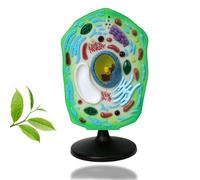 Modèle d'anatomie cellulaire végétale - Organelles chloroplastiques amovibles pour l'éducation biologique et les aides pédagogiques à l'affichage