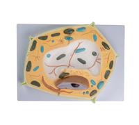 Modèle d'anatomie cellules végétales Enseignement anatomique médical 3D Cellules végétales Corps humain pour l'apprentissage cellulaire Outil d'enseignement de la biologie