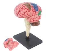 Modèle d'anatomie cérébrale, modèle cérébral pour la psychologie