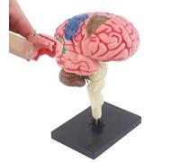 Modèle d'anatomie cérébrale - Modèle pédagogique de neurologie cérébrale, Modèle d'artère cortex cérébrale | Modèle de fonction cérébrale à code couleur avec support, modèle d'enseignement des organes