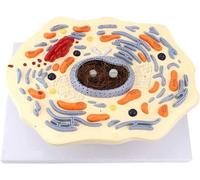 Modèle d'anatomie de cellules animales agrandi 20 000 x, structure cellulaire et organite typique avec mitochondries, modèle biologique for l'apprentissage en laboratoire et en classe.