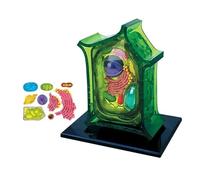 Modèle d'anatomie de cellules végétales, 26 pièces détachables, présente des Structures telles Que la paroi cellulaire/la Membrane cellulaire/Le Noyau cellulaire/Les vacuoles/Le cytoplasme