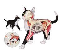 Modèle d'anatomie de Chat 4D Vision, 28 Organes et Parties du Corps Amovibles, Formation vétérinaire Animale pour démonstration d'enseignement des Animaux Outil d'anatomie de modèle de Chat