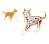 Modèle d'anatomie de chat 4D Vision,modèle de squelette de chat orange | 28 organes et parties du corps détachables, formation vétérinaire animale pour démonstration d'enseignement animal