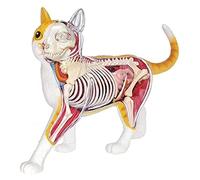 Modèle d'anatomie de Chat - Corps d'organes détachables 28 Parties Modèle Anatomique de Squelette de Chat - Modèle d'anatomie de Chat - pour l'éducation Aide à l'enseignement 1016 modèle d'o