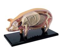 Modèle d'anatomie de chat - Squelette de chat Calico vision 4D, parties du corps d'organes détachables, affichage scientifique de collection éducatif de qualité médicale | Outil d'étude de biologie, u