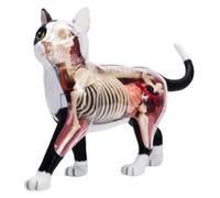 Modèle d'anatomie de chat Vision 4D, 28 organes détachables, aide pédagogique vétérinaire for la science animale