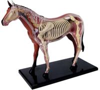 Modèle d'anatomie de cheval 4D - Spécimen de squelette animal | biologie détachable, 26 pièces pour formation vétérinaire en clinique pour animaux, enseignement scolaire
