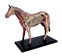 Modèle d'anatomie de Cheval détachable 4D, modèle de Squelette d'animal en 26 Parties démontables pour l'enseignement et la Formation en Clinique pour Animaux