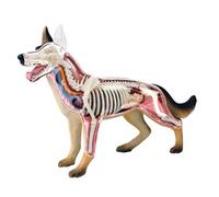 Modèle D'anatomie De Chien 4d, Os De Chien De Chat/Cheval/Vache/Porc/Tier, Échantillon D'os d'animal, Biologie Amovible, Matériel Scolaire Vétérinaire