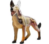 Modèle d'anatomie de chien 4D Vision, modèle d'anatomie de squelette de chien loup, 29 pièces d'organes détachables pour l'enseignement et la démonstration des animaux