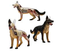 Modèle D'anatomie De Chien Loup, Simulation D'organes Biologiques, Enseignement Médical, Médecine Détachable, 29 Pièces, Modèle Animal, Ensemble De Puzzle Éducatif DIY, Kits 4D