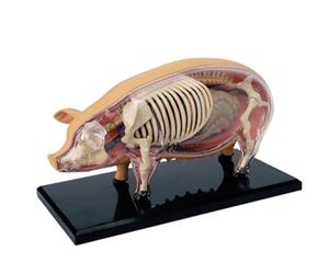 Modèle d'anatomie de cochon 4D avec 19 organes détachables et parties de squelette, modèle d'anatomie animale pour la biologie, l'enseignement vétérinaire et la recherche scientifique