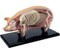 Modèle d'anatomie de cochon 4D, modèle de squelette et 19 parties | Modèle d'anatomie animale pour l'enseignement et la recherche médicales en biologie animale