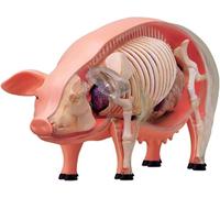 Modèle d'anatomie de cochon, modèle d'anatomie d'organe de porc animal, 19 organes détachables, parties du corps d'animal, for la formation vétérinaire et la démonstration pédagogique