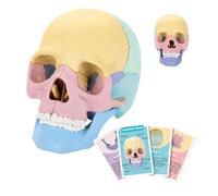 Modèle d'anatomie de crâne, modèle de crâne | Modèle de squelette de tête d'anatomie humaine, jouet squelette coloré, modèle de tête de crâne humain pour l'éducation, les études d'art, la médecine