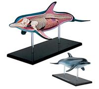 Modèle d'anatomie de dauphin 4D, squelette d'anatomie de dauphin | 18 pièces détachables, pour démonstration pédagogique d'étude scientifique