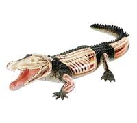 Modèle d'anatomie de dissection de crocodile 4D, kit avec organes | 26 parties du corps détachables avec base d'exposition, spécimen simulé de crocodilien, aide pédagogique pour biologie