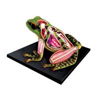 Modèle d'anatomie de grenouille 4D Vision, modèle détachable d'organes de grenouille et de parties du corps en 31 parties, équipement d'enseignement de clinique médicale éducative