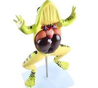 Modèle d'anatomie de grenouille, modèles anatomiques d'organes de squelette d'animaux détachables, aide à la formation pédagogique, affichage d'apprentissage et objets collection, 17 * 22 * 39Cm.