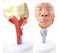 Modèle d'anatomie de la cavité du nez et du larynx, modèle humain de douleur musculaire pharyngée pour renforcer la structure et la fonction du cou, médecine, physiologie, étude, recherche