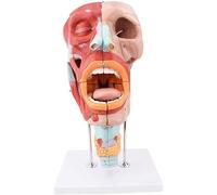 Modèle d'anatomie de la cavité nasale, buccale, du pharynx et système respiratoire