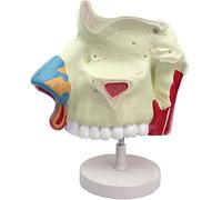 Modèle d'anatomie de la cavité nasale humaine, 1 pièce, outil pédagogique de formation à l'endoscope respiratoire en oto-rhino-laryngologie for les applications médicales.