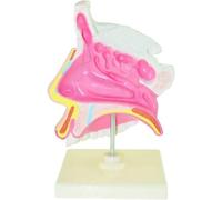 Modèle d'anatomie de la cavité nasale humaine, modèle de démonstration pédagogique de la structure de la cavité nasale, instrument d'enseignement de l'anatomie et de la physiologie humaines
