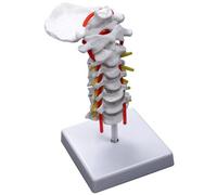 Modèle D'anatomie De La Colonne Cervicale, Artefact Des Vertèbres, Nerfs De La Colonne Vertébrale, Modèle D'enseignement Pour La e Science