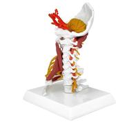 Modèle D'anatomie De La Colonne Cervicale, Modèle D'anatomie De La Colonne Cervicale Grandeur Nature Comprenant Le Tronc Cérébral, L'os Occipital, L'atlas, 7 Vertèbres Cervicales