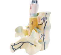 Modèle d'anatomie de la colonne lombaire avec moelle épinière et nerfs | Réplique anatomique des vertèbres lombaires agrandies, démonstration de chiropracteur, for salle de e biologie