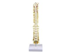 Modèle d'anatomie de la colonne vertébrale taille moyenne, modèle vertèbre humaine adapté à l'apprentissage en classe sciences, l'affichage, l'enseignement, collection d'os médicaux