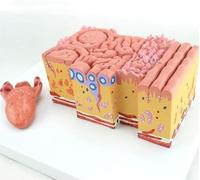 Modèle d'anatomie de la langue humaine, langues recouvrant les bourgeons gustatifs papille, modèles d'agrandissement des tissus de gastroentérologie orale for les outils pédagogiques